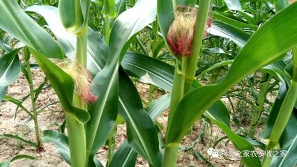 買玉米種子別犯難，掌握這幾招輕松選對(duì)好種